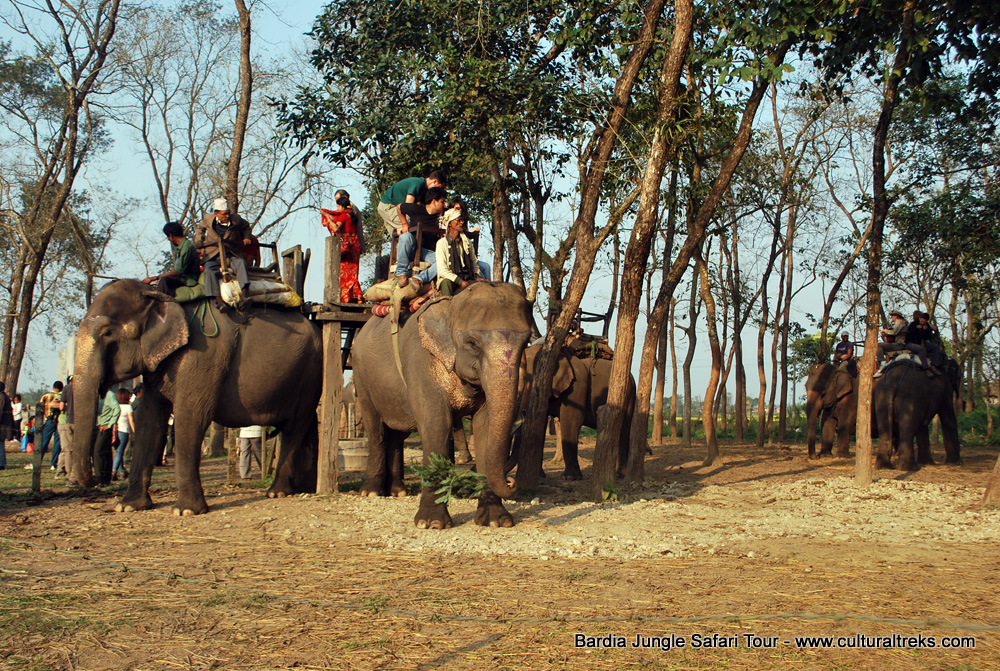 Bardia Jungle Safari Trips