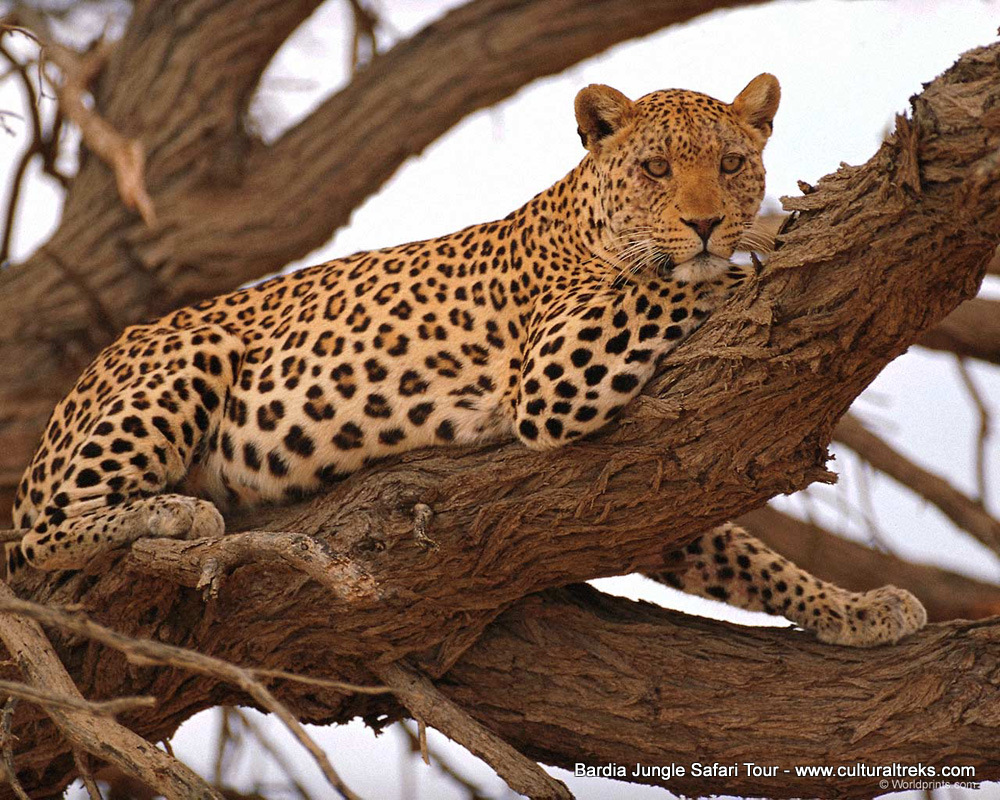 Bardia Jungle Safari Trips
