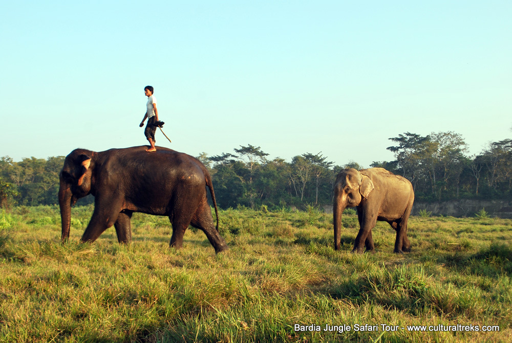 Bardia Jungle Safari Trips
