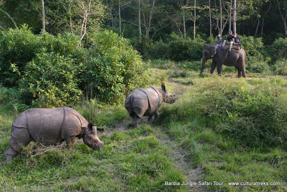 Bardia Jungle Safari Trips