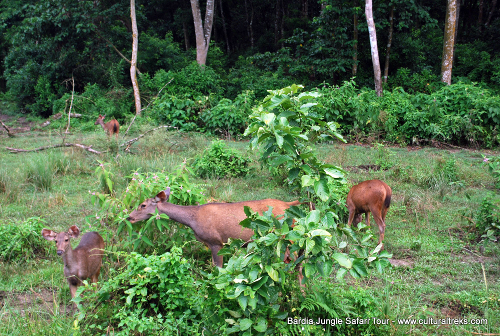 Bardia Jungle Safari Trips