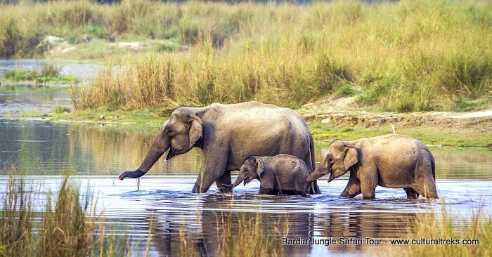 Bardia Jungle Safari Trips