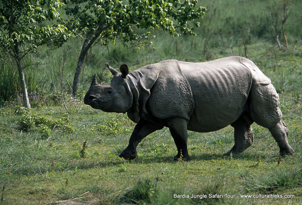 Bardia Jungle Safari Trips