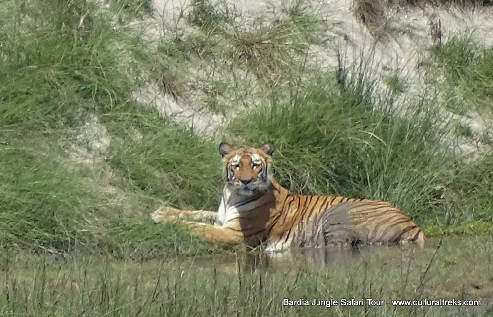 Bardia Jungle Safari Trips