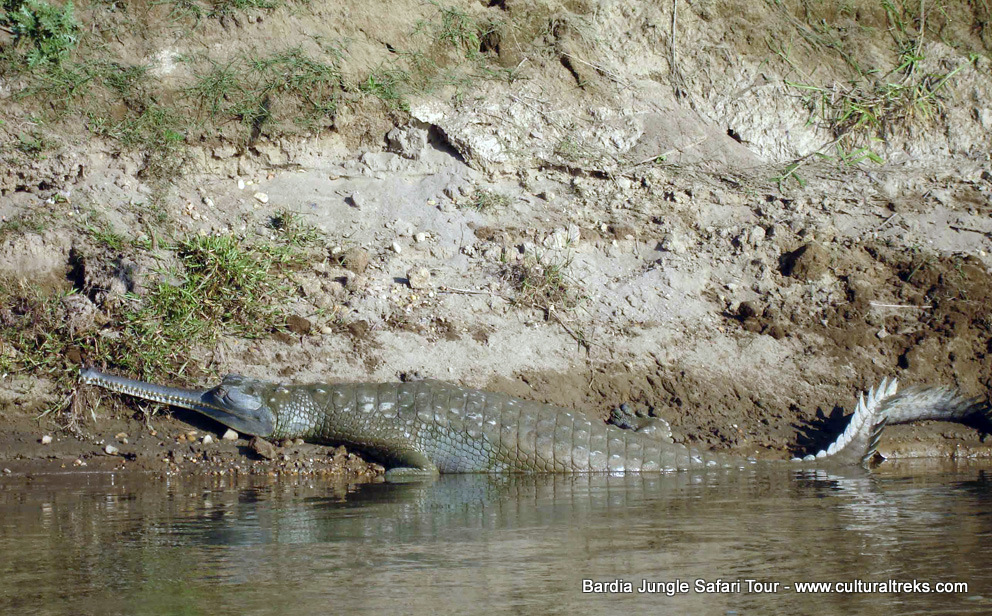 Bardia Jungle Safari Trips