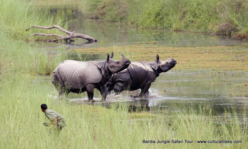 Bardia Jungle Safari Trips
