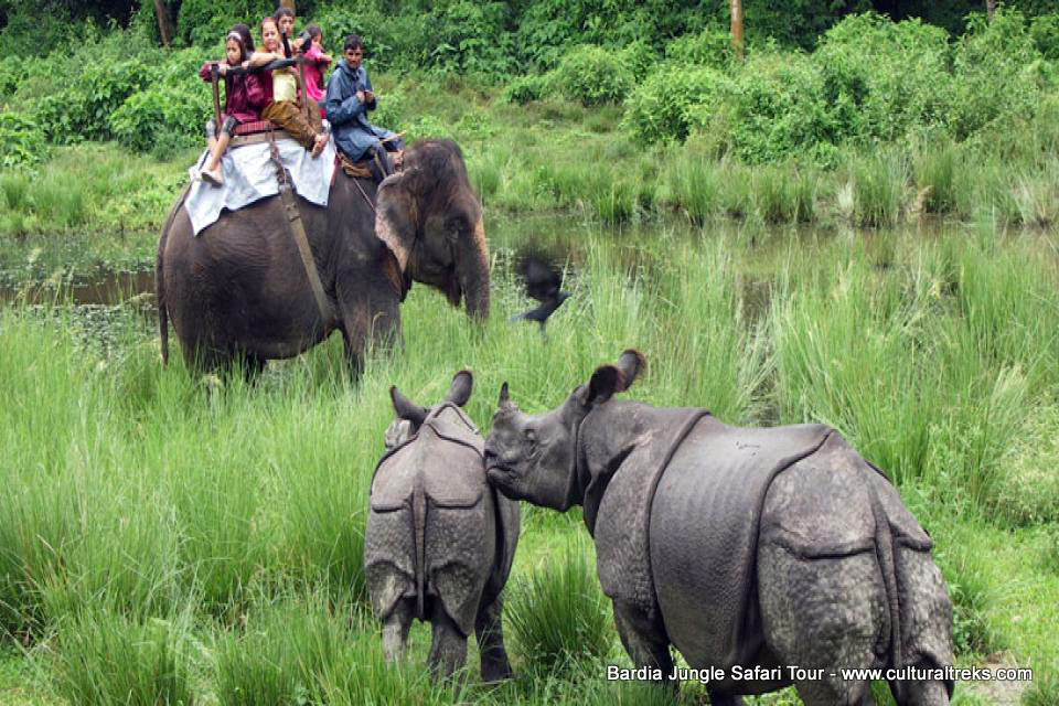 Bardia Jungle Safari Trips