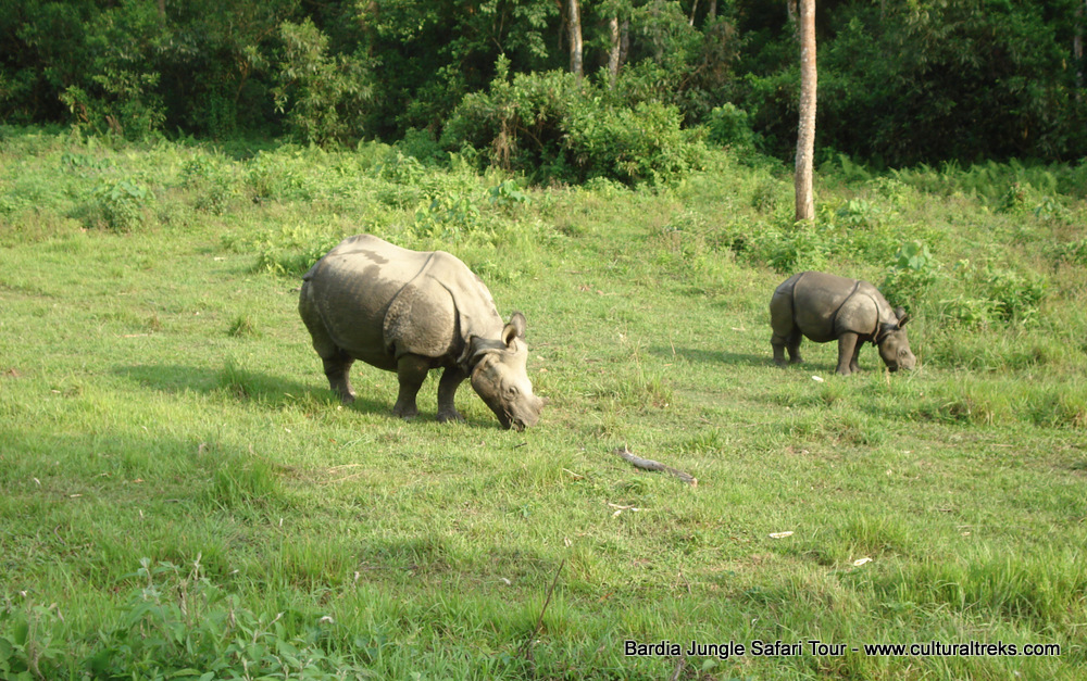 Bardia Jungle Safari Trips
