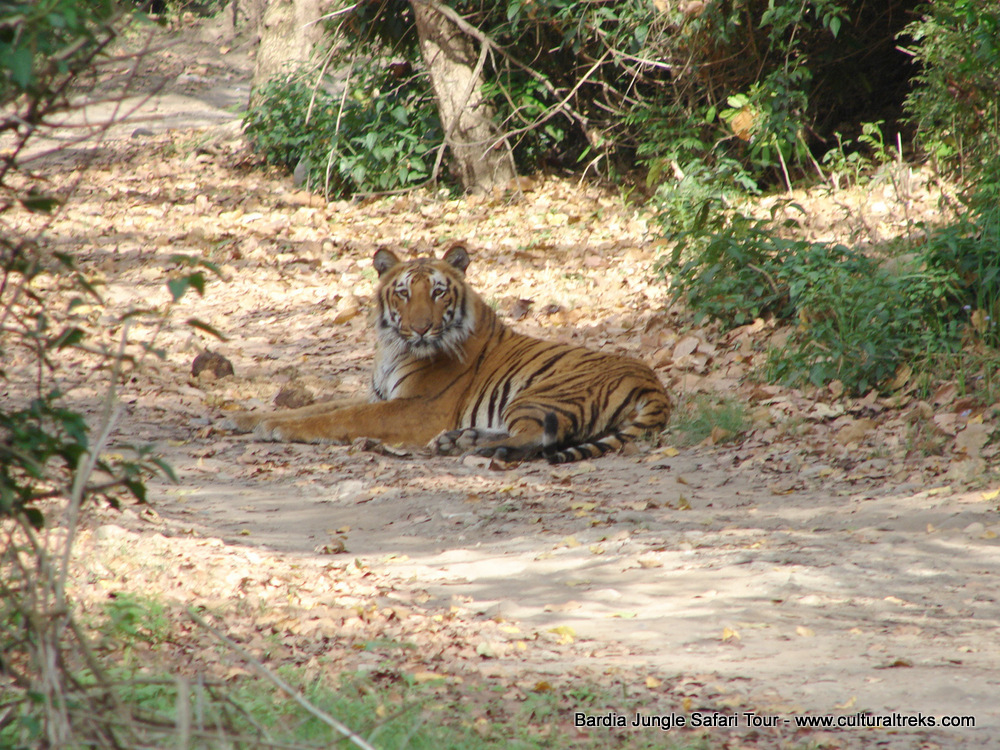 Bardia Jungle Safari Trips