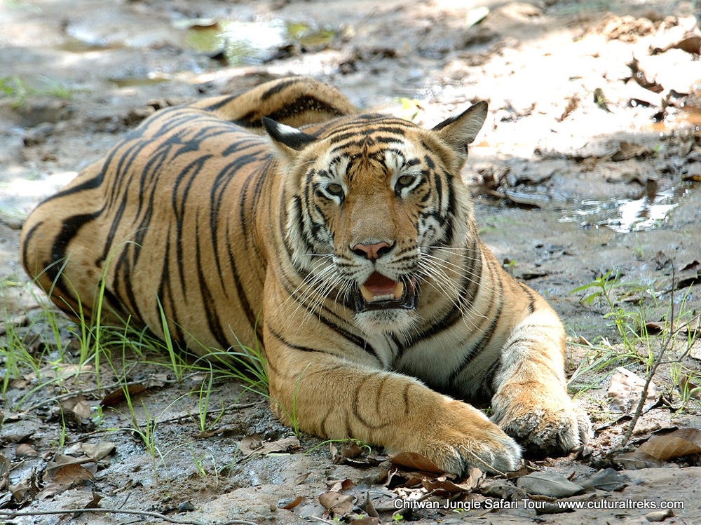 Chitwan Jungle Safari Tour