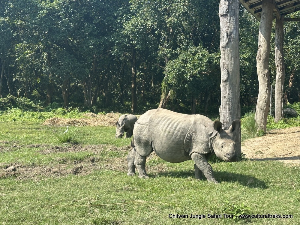 Chitwan Jungle Safari Tour
