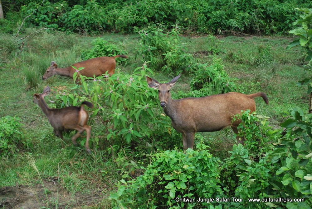 Chitwan Jungle Safari Tour