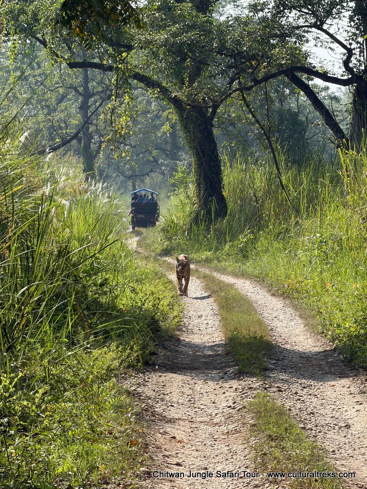 Chitwan Jungle Safari Tour