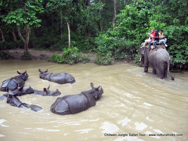 Chitwan Jungle Safari Tour