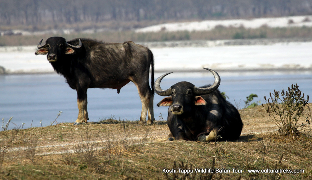 Koshi Tappu Safari Tour