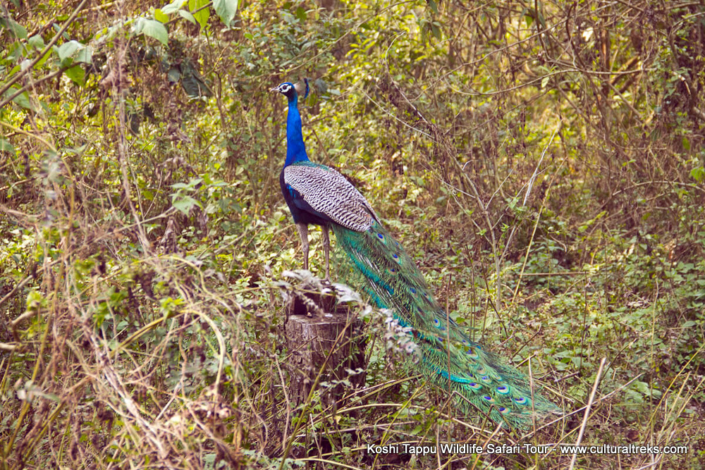 Koshi Tappu Safari Tour