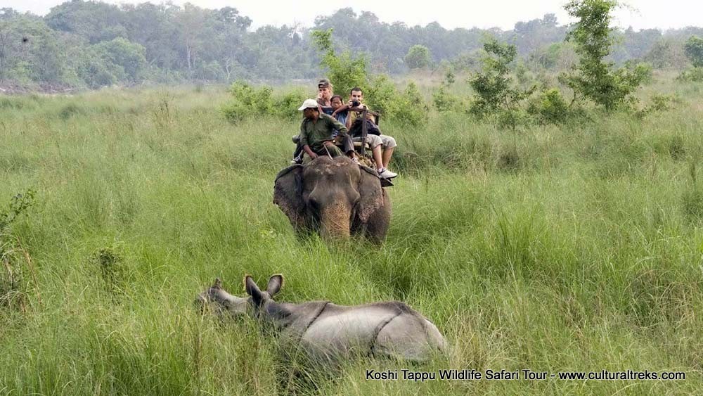 Koshi Tappu Safari Tour