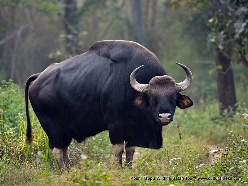 Koshi Tappu Safari Tour