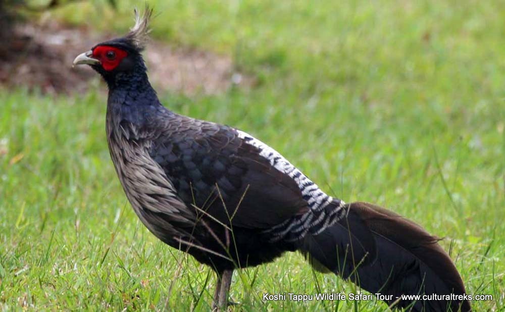 Koshi Tappu Safari Tour