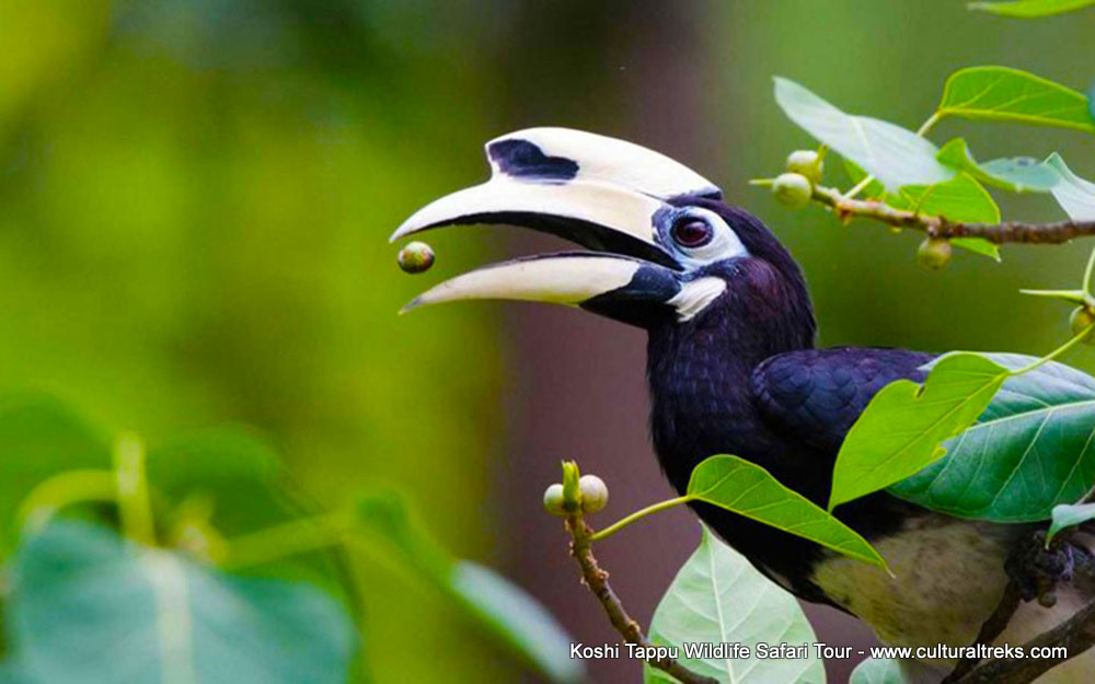 Koshi Tappu Safari Tour