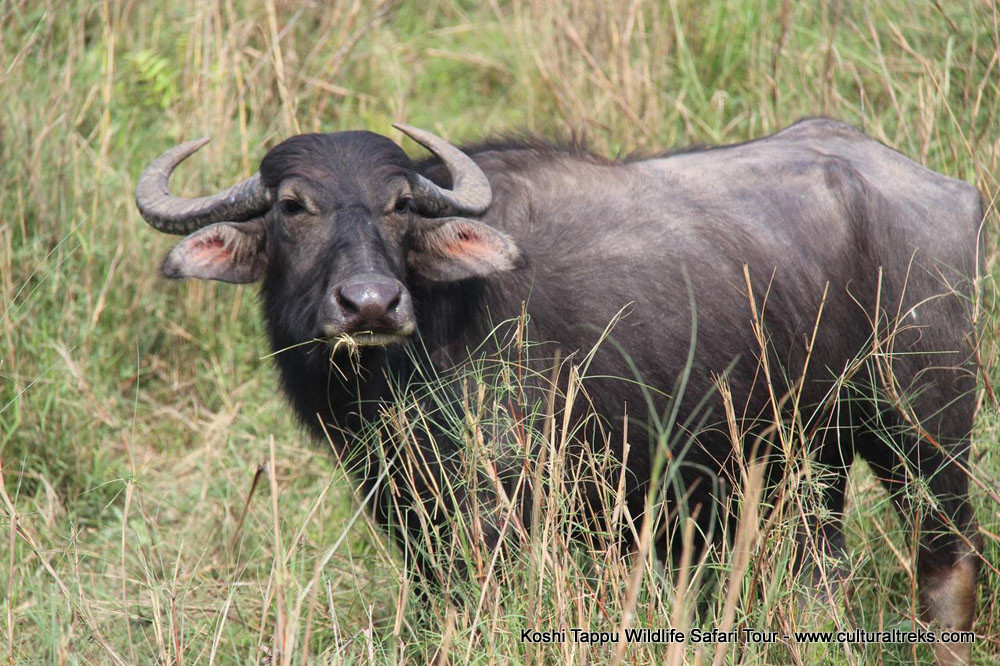 Koshi Tappu Safari Tour