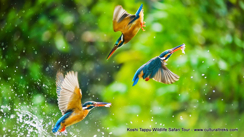 Koshi Tappu Safari Tour
