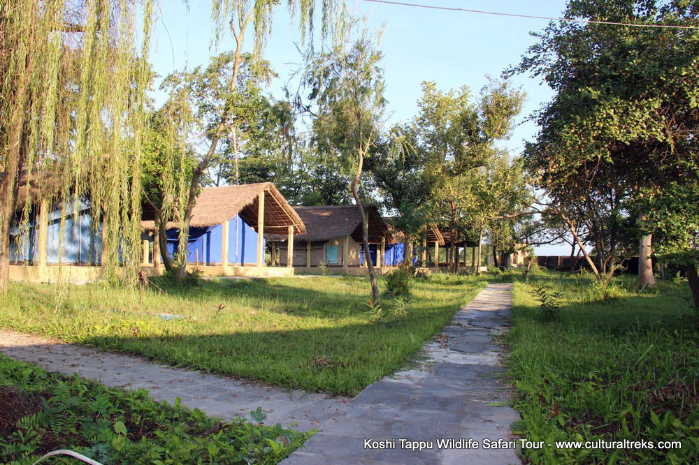 Koshi Tappu Safari Tour