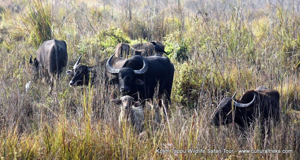 Koshi Tappu Safari Tour