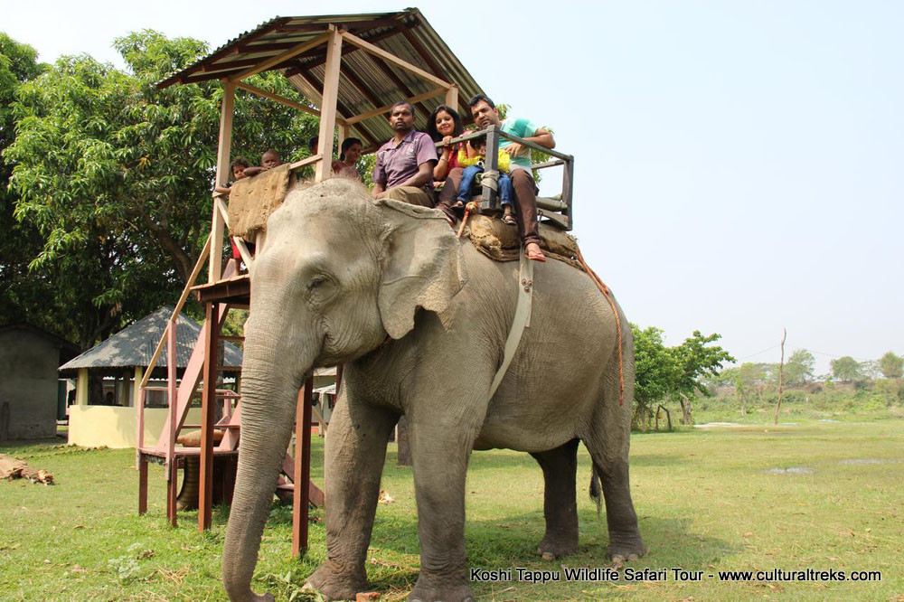 Koshi Tappu Safari Tour