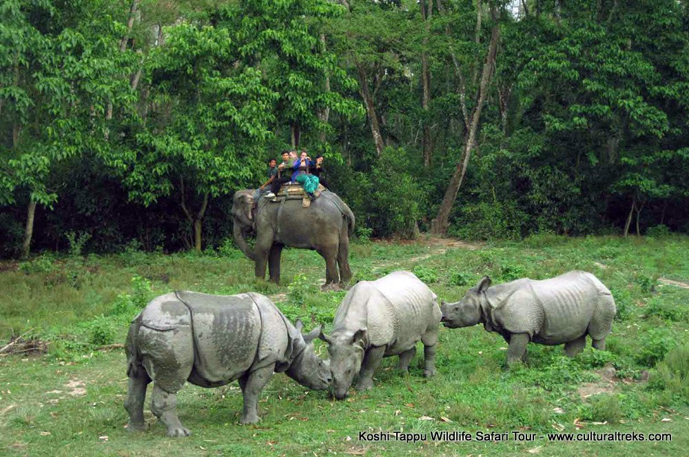 Koshi Tappu Safari Tour