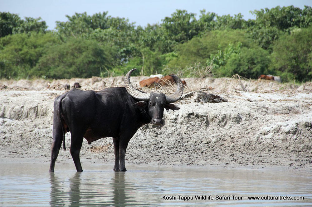 Koshi Tappu Safari Tour