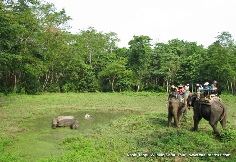 Koshi Tappu Safari Tour