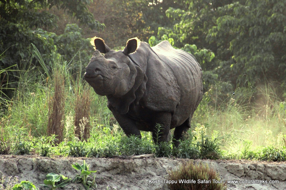 Koshi Tappu Safari Tour