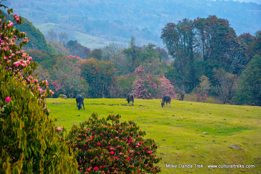 Milke Danda Trekking