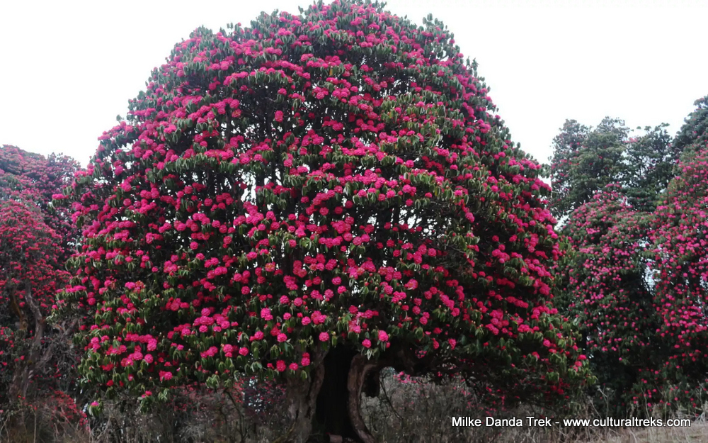 Milke Danda Trekking